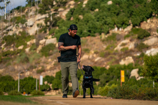 3 Week Board & Train (On Leash)