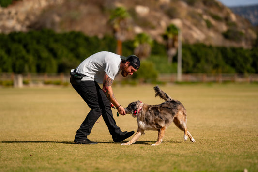 6 Week Board & Train (Off Leash)